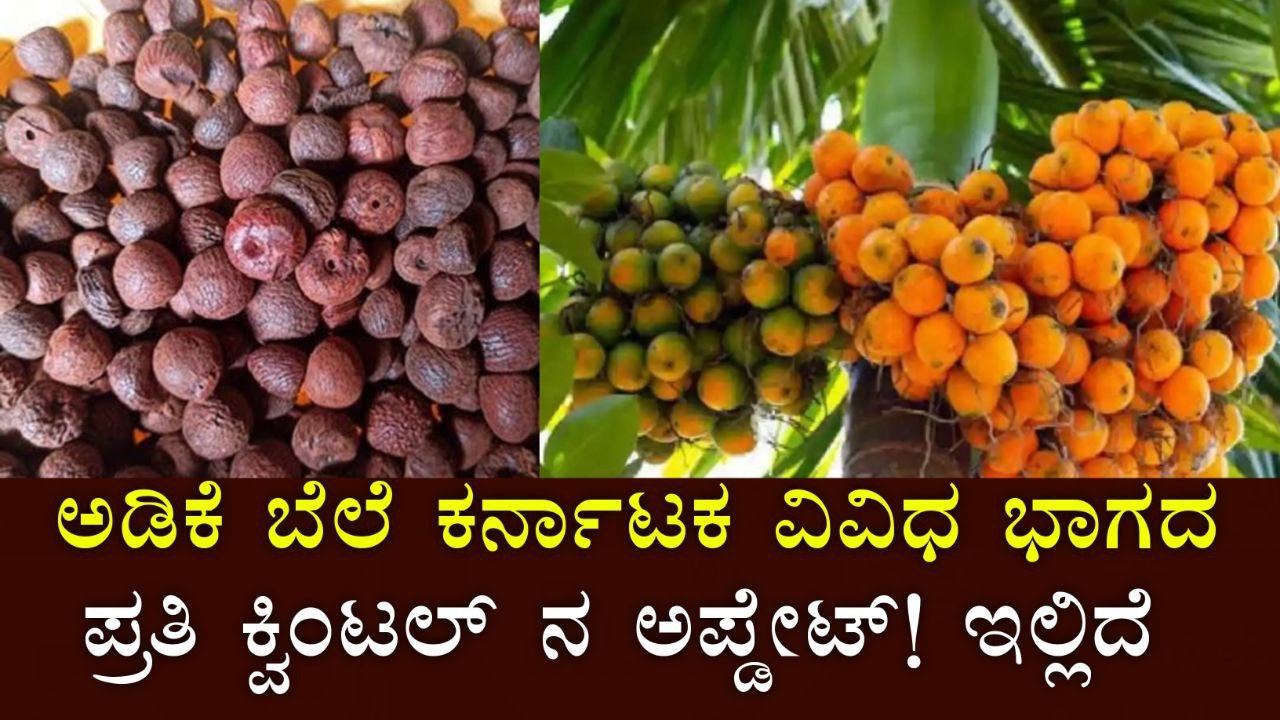 Arecanut Rate Today
